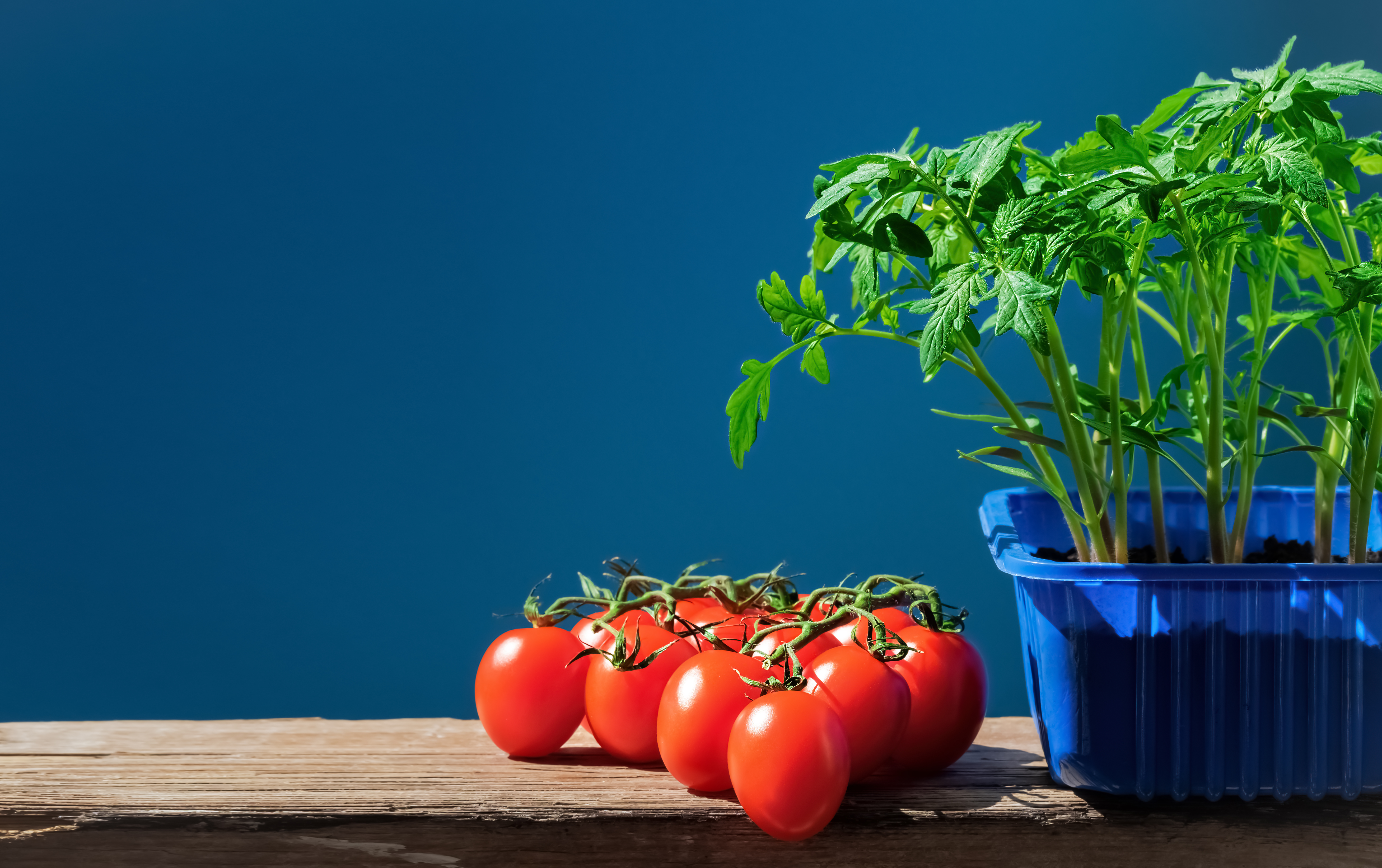 tomato-seedlings-pot-ripe-tomatoes