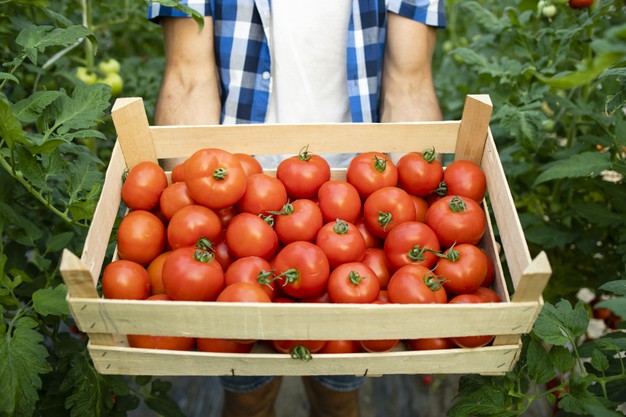 close-up-view-wooden-crate-full-red-tasty-tomato-vegetables_342744-1392