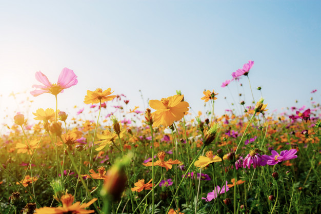 cosmos-field-with-sunset_29084-2310