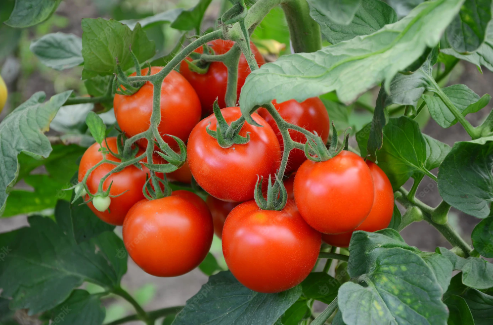 Kerickova Sazet Rajcata (pravé lístky, důkladně zalijte, keříčková rajčata) Kerickova Sazet Rajcata