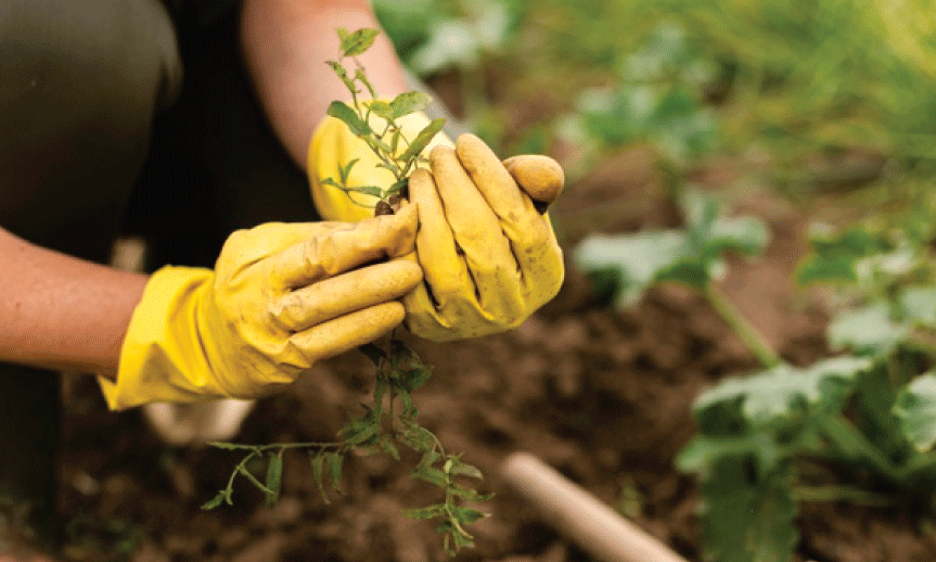 Ako pestovať zeleninu na záhrade + tipy na nenáročnú zeleninu