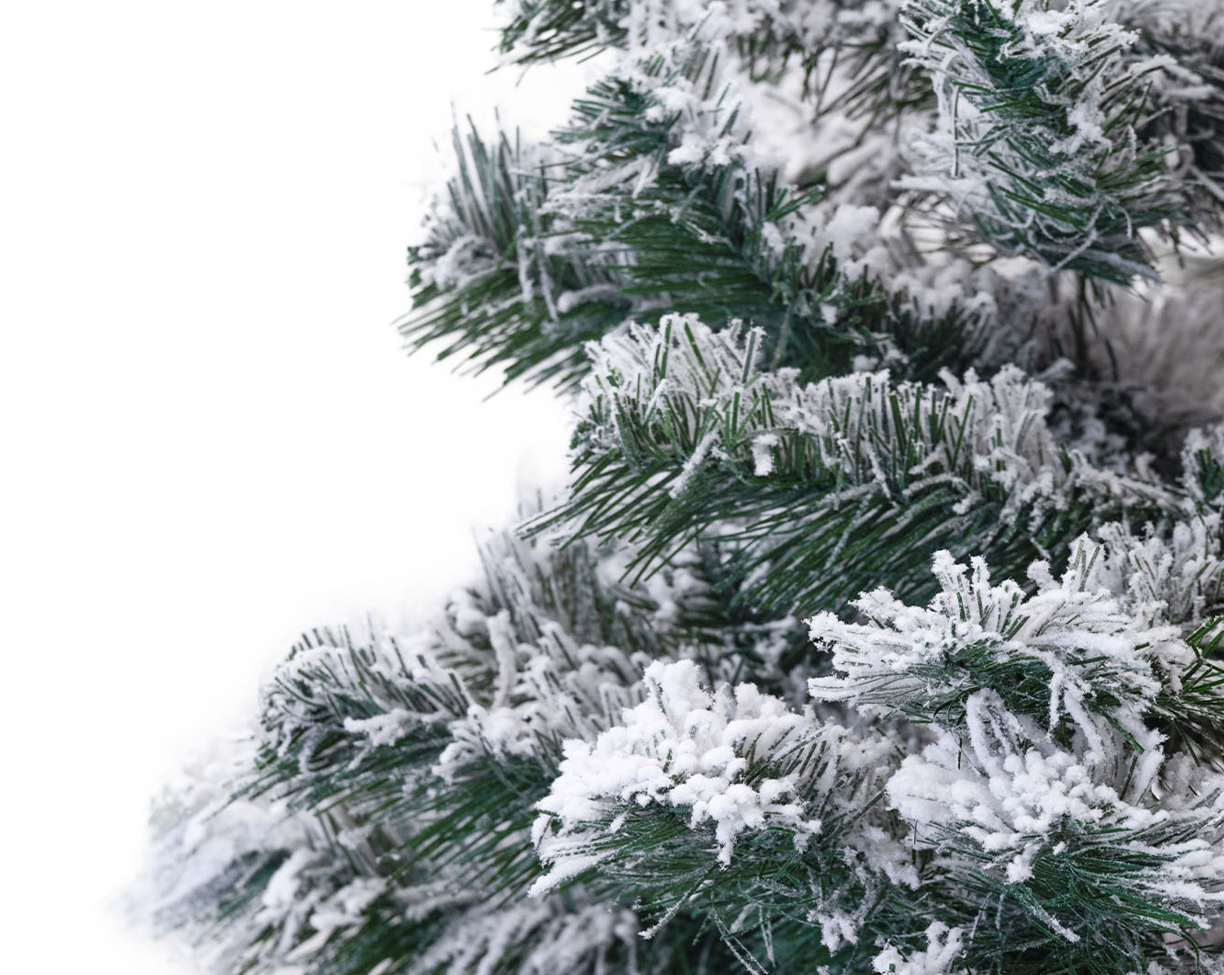 Karácsonyfa - Jegenyefenyő 240cm Snowy 1