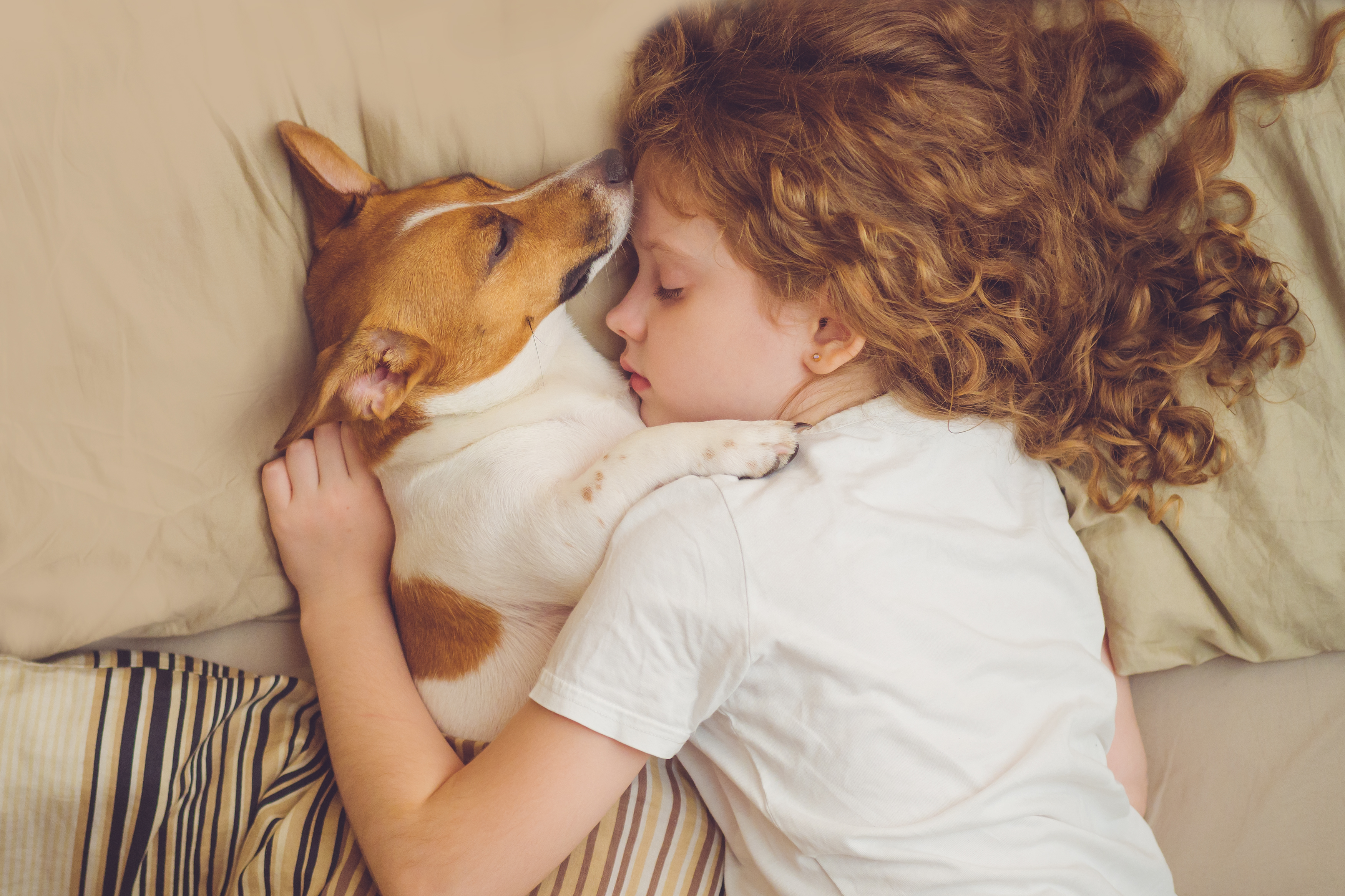 sweet-curly-girl-jack-russell-dog-is-sleeping-night