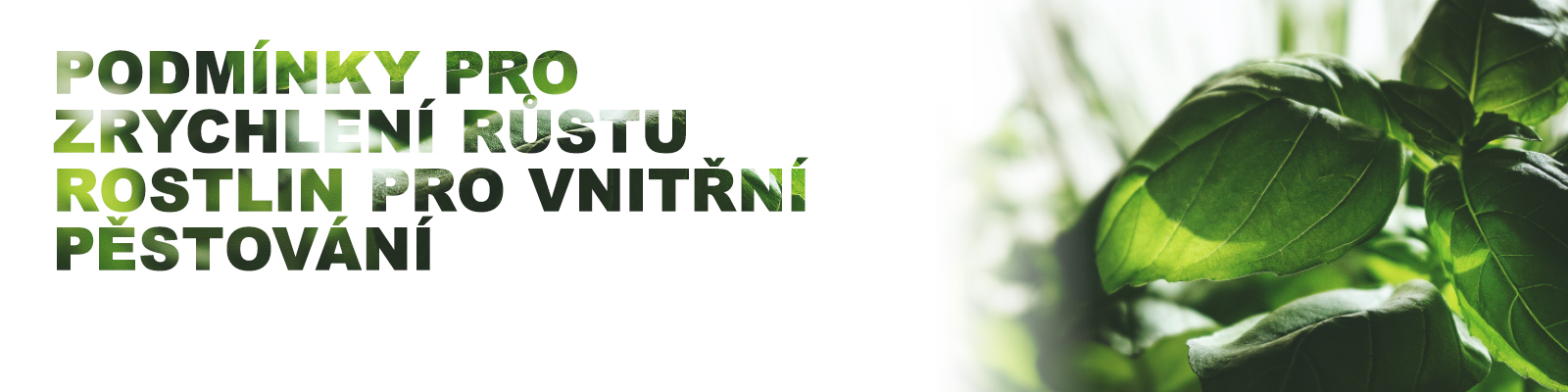 Podmínky pro zrychlení růstu rostlin pro vnitřní pěstování