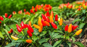 Pěstování chilli papriček doma