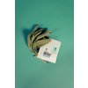 Integra Boost 62% 4g, PINENE, 1ks