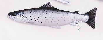 Pstruh mořský mini - 51 cm