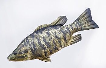 Pstruh mořský mini - 51 cm