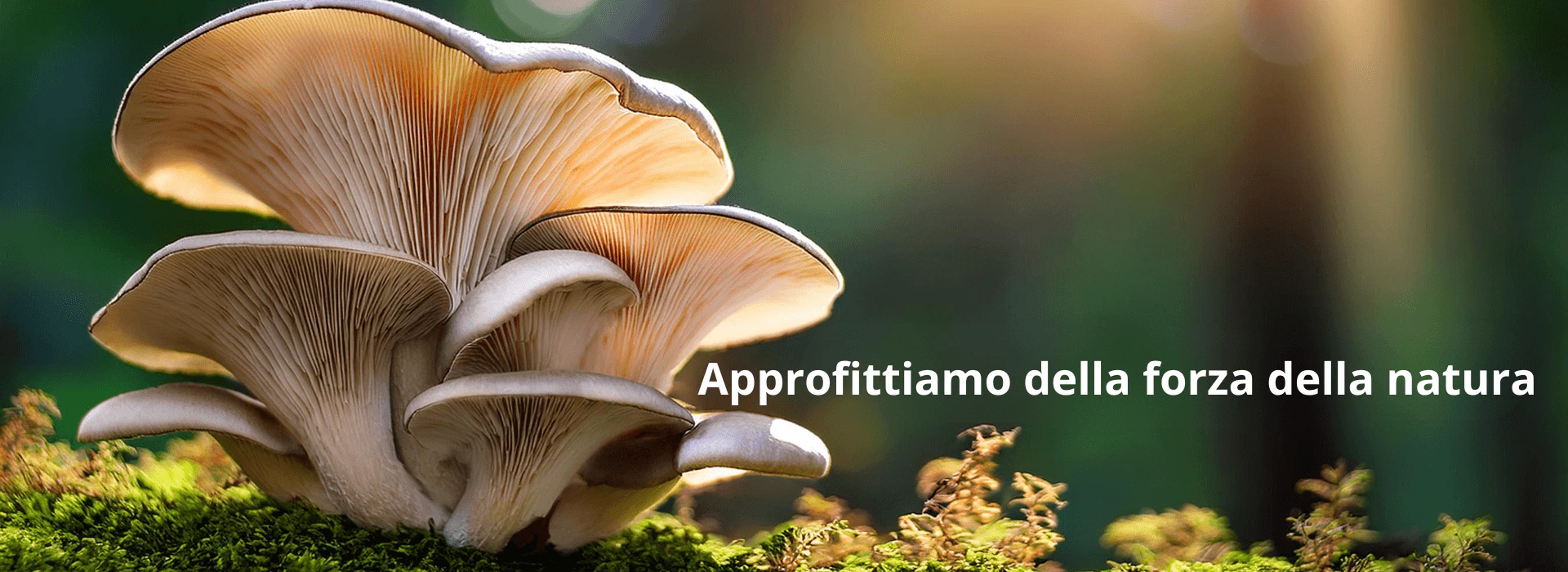 Approfittiamo della forza della natura