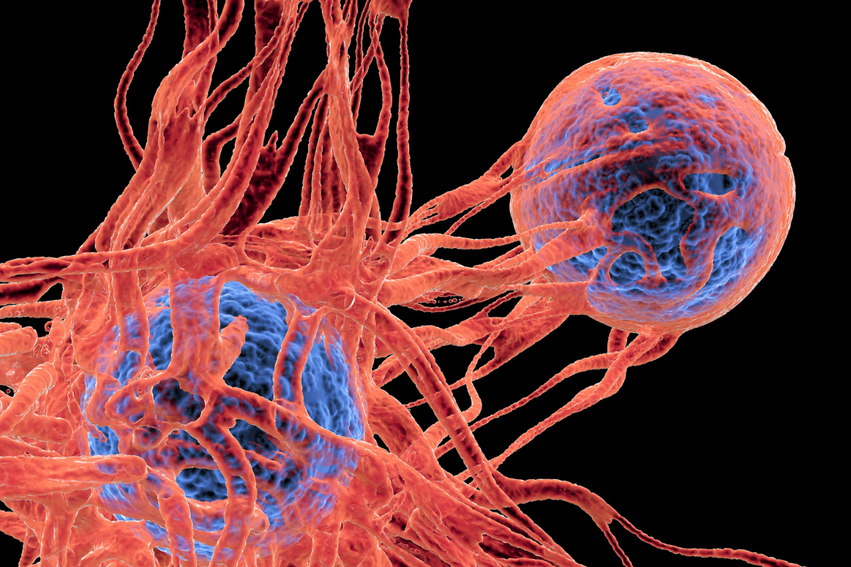 Hogyan tudta a természet legyőzni a rákot az orvostudomány előtt Ismerd meg a Peto-paradoxont és a P53 fehérjét