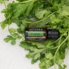1x1 1200x1200 cilantro essential oil benefits
