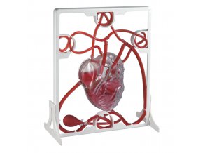 PUMPING HEART MODEL / Lidské srdce - srdeční tep model
