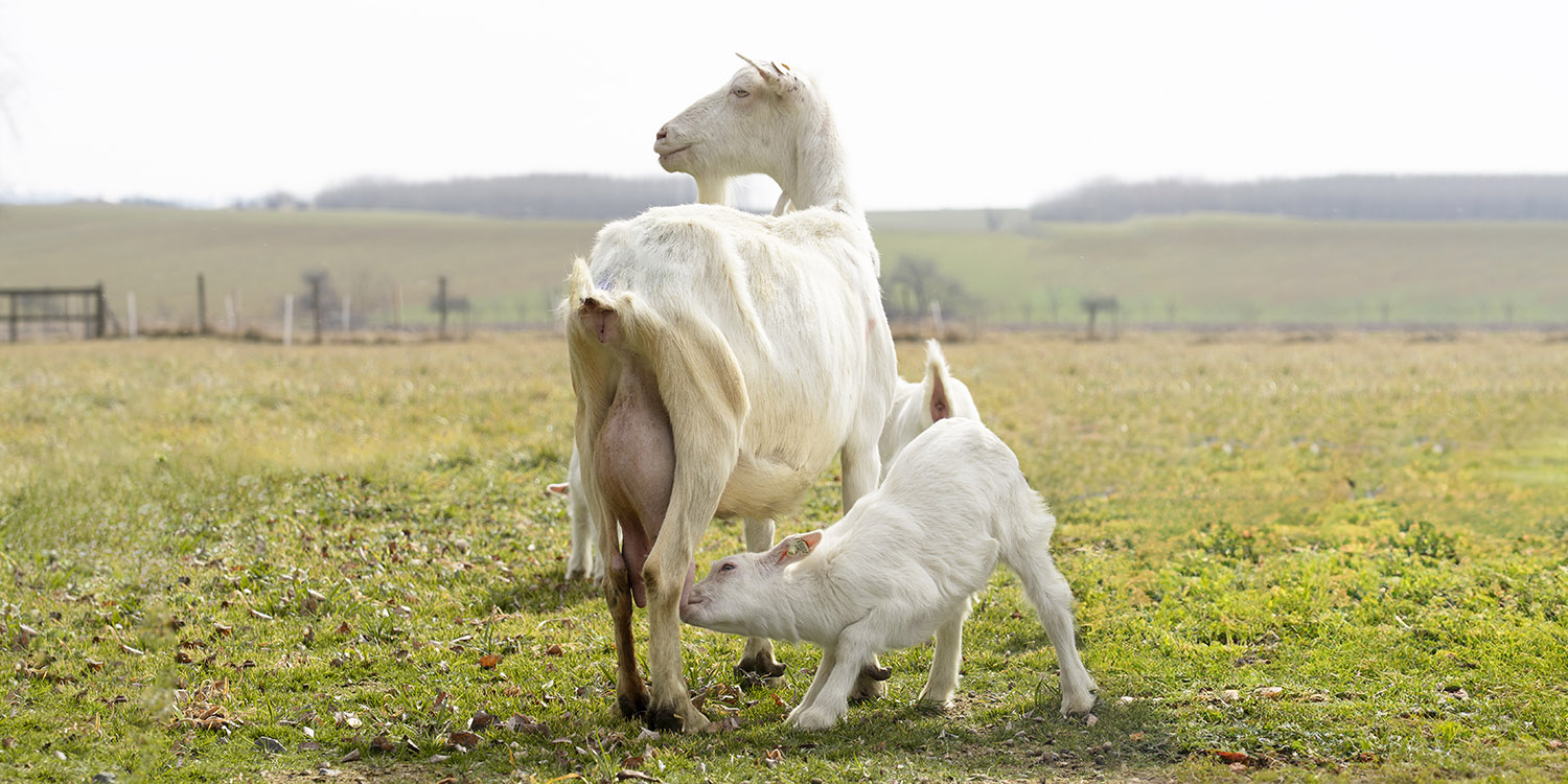 Odkiaľ pochádza kolostrum? Zažite s nami deň na farme!