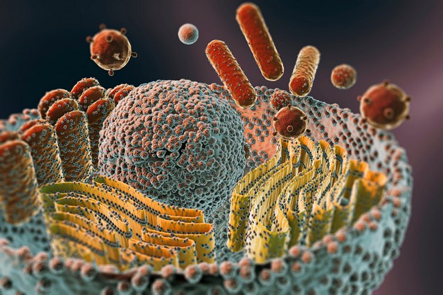 Imunita a mikrobiom: přátelé na život a na smrt