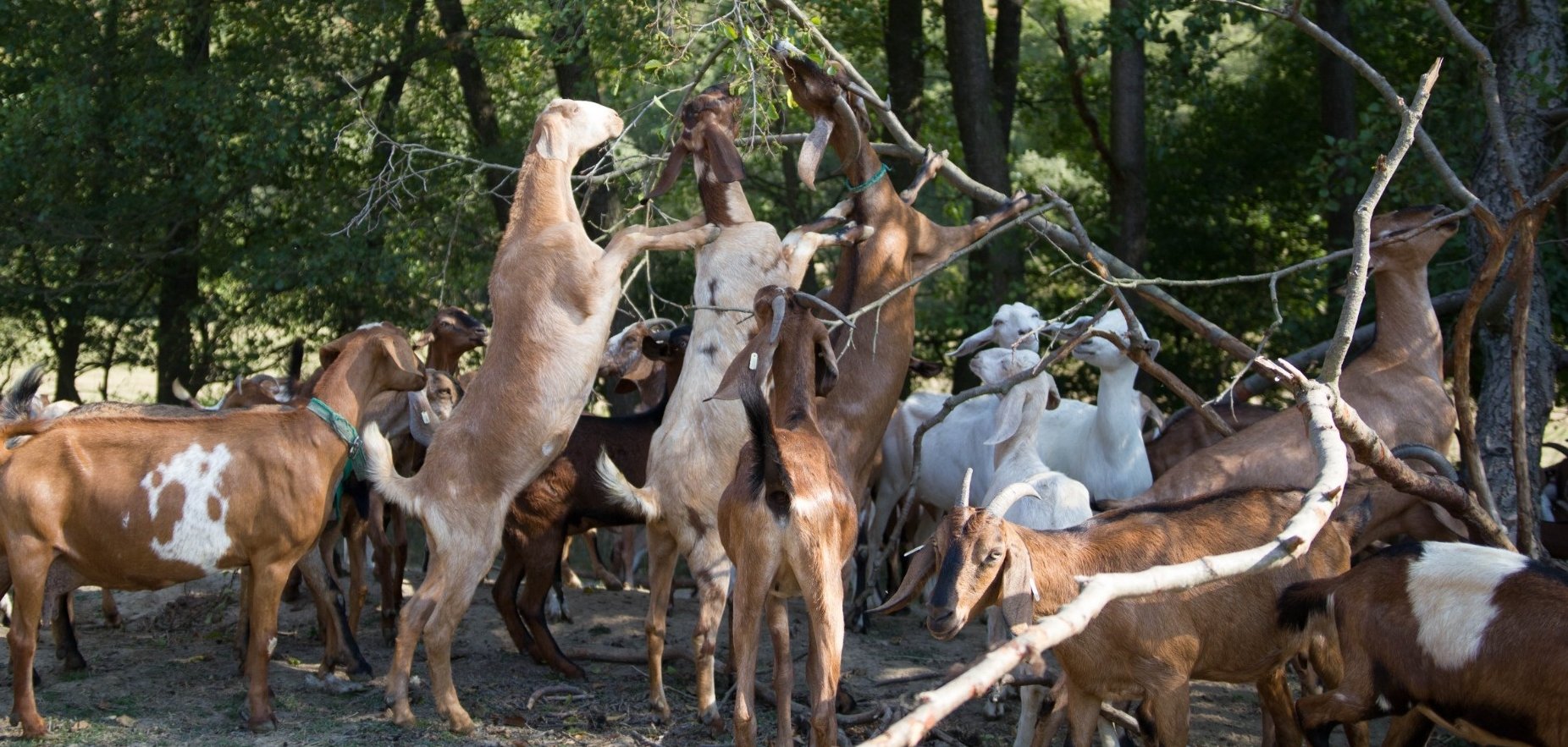 Zima na kozej farme Zerlina