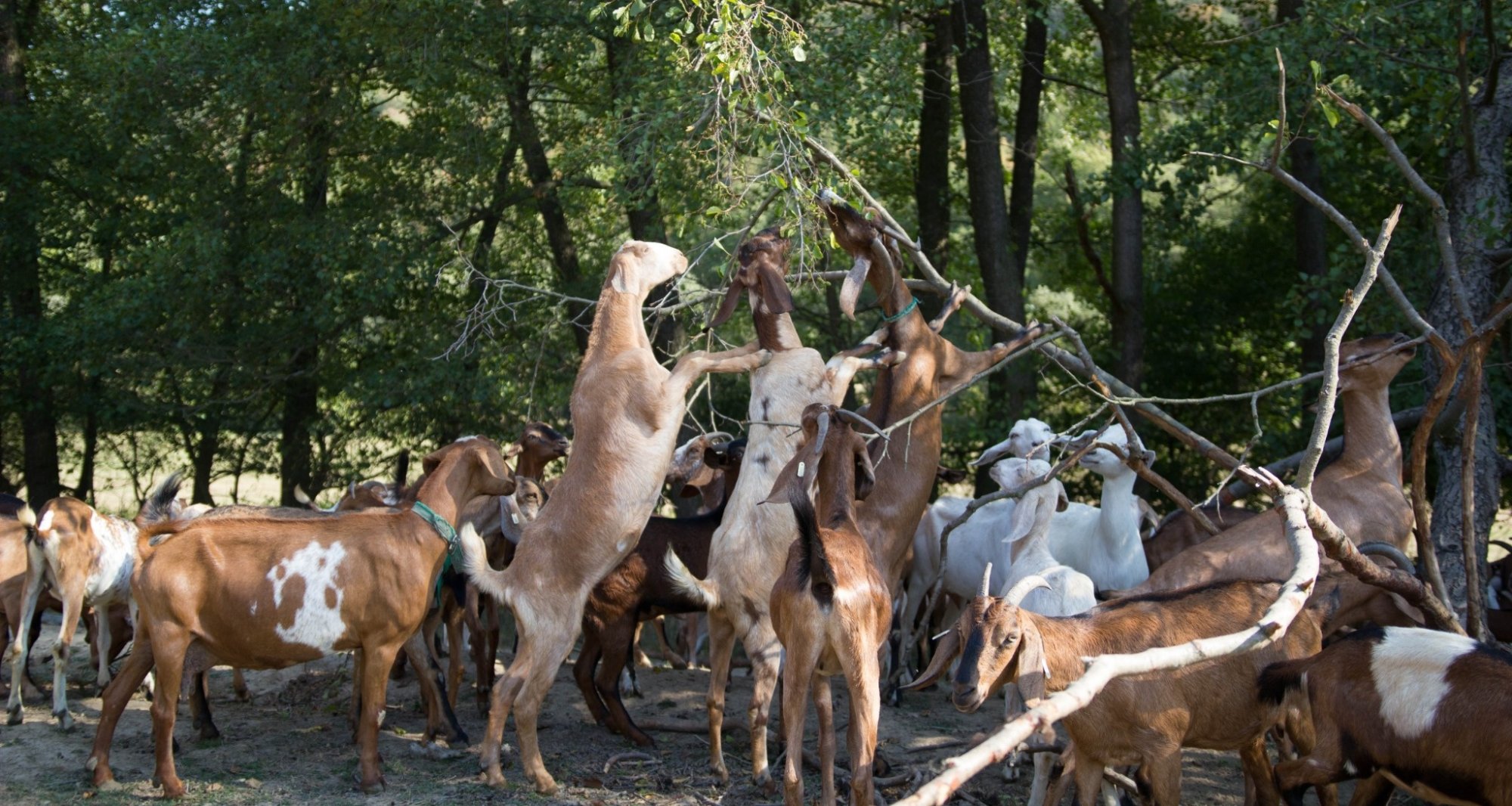 Zima na kozí farmě Zerlina