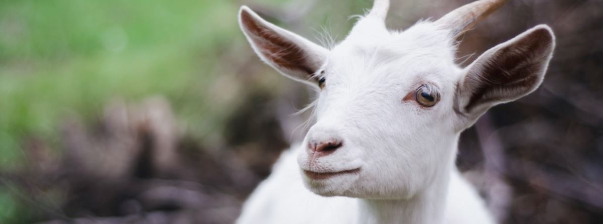 Prečo je kozie kolostrum účinnejšie ako kravské?