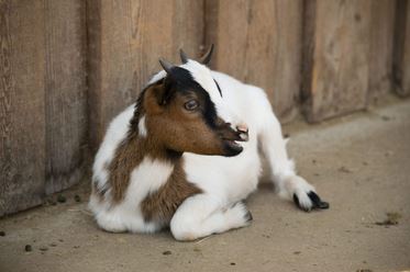Ako získavame kozí kolostrum? Eticky a s rešpektom