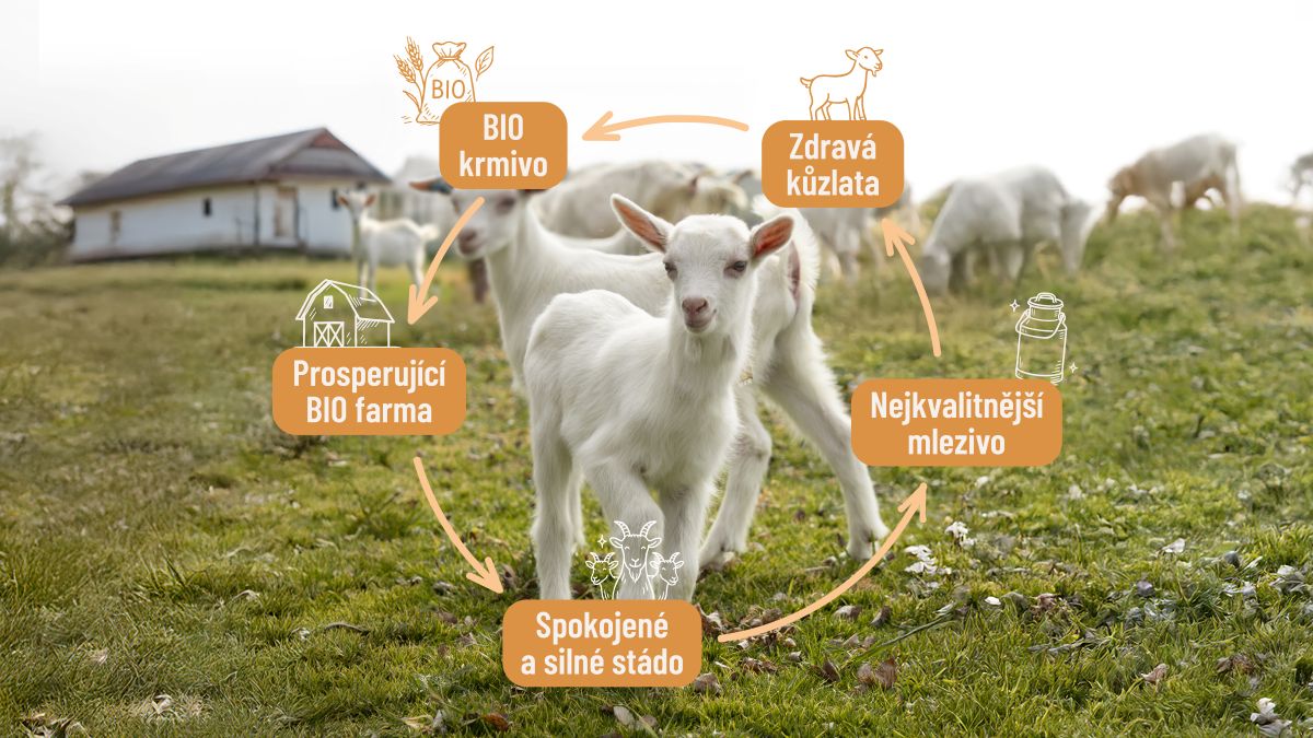 Zdravé_zvíře_max_kvalita_BLOG