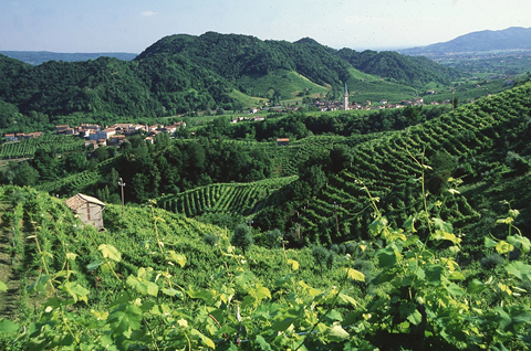 Co je Prosecco?