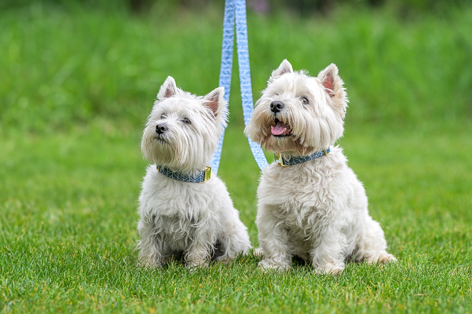 #BeWestie