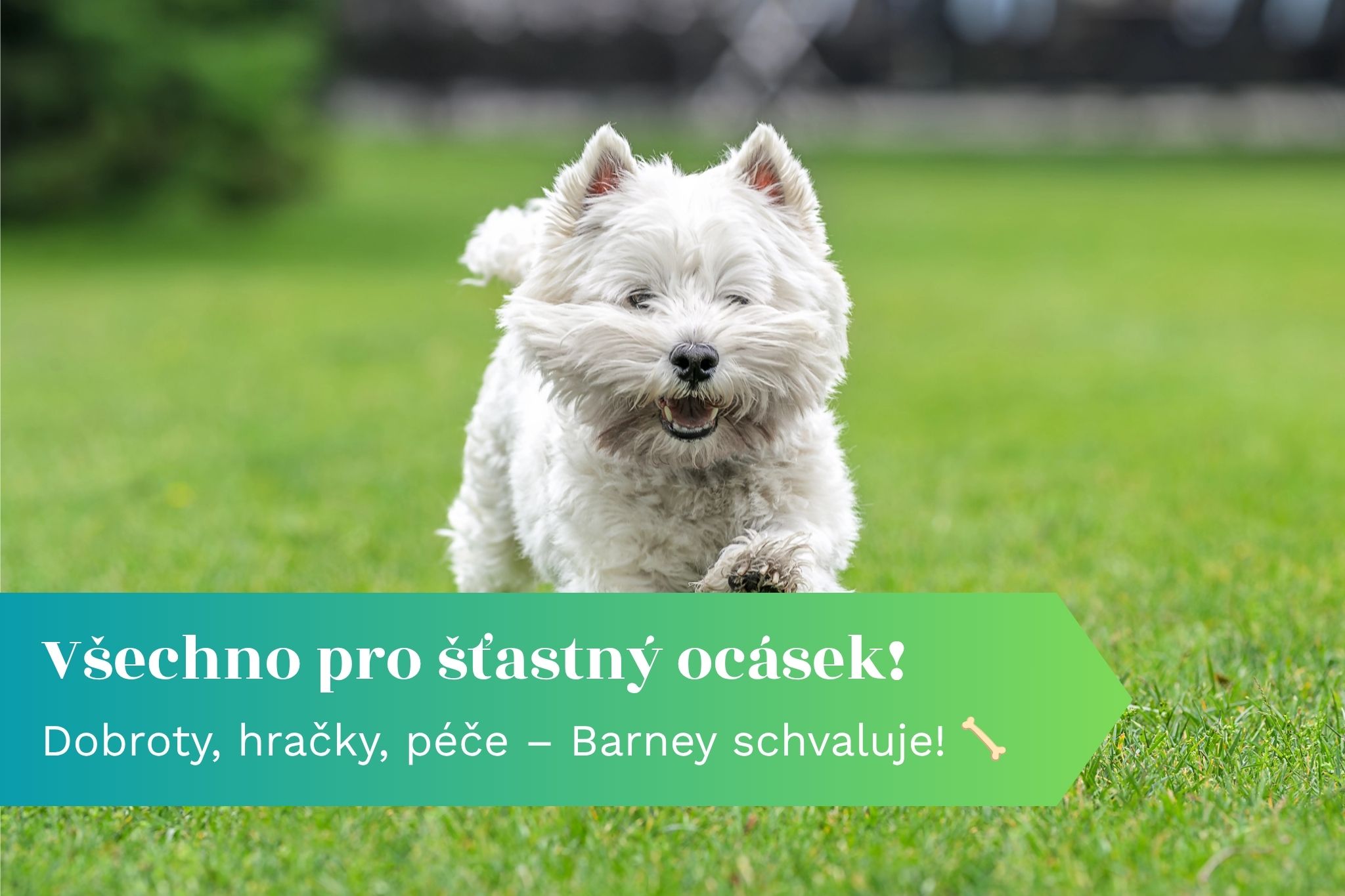 Běžíme pro psí pamlsky