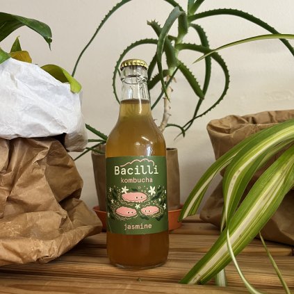 Bacilli kombucha jasmín