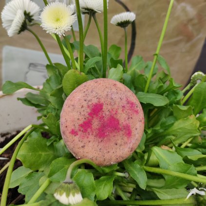 Ponio - tuhý šampon pro obnovu a ochranu Pink 30 g