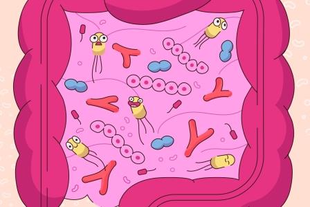 Väčšina imunity je v črevách: Ako tomu pomáha Myrkl so živou kultúrou