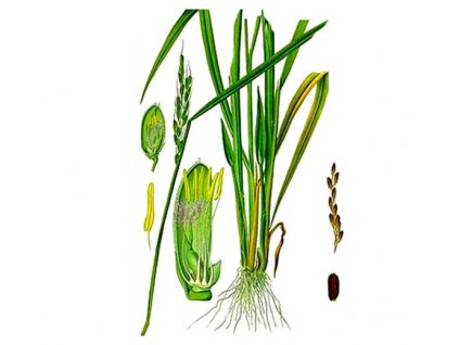 Citrónová tráva nať (Hmotnost 100 g)