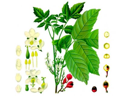 Guarana mletá (Hmotnost 100 g)