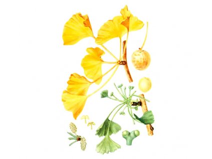 Jinan list-Gingko (Hmotnost 100 g)