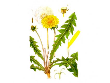 Pampeliška list (Hmotnost 100 g)