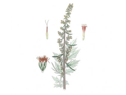 Pelyněk pravý nať (Hmotnost 100 g)