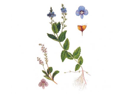 Rozrazil nať (Hmotnost 100 g)