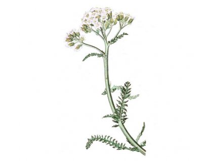 Řebříček nať (Hmotnost 100 g)