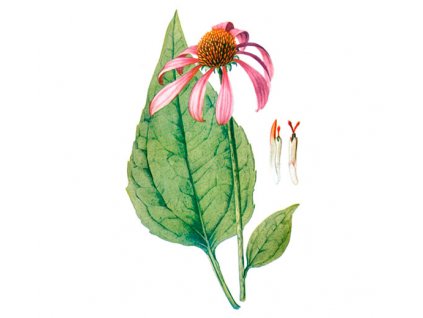 Třapatka kořen (Echinacea) (Hmotnost 100 g)