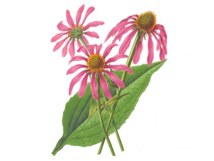 Třapatka nachová nať (echinacea) (Hmotnost 100 g)