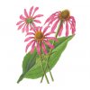 Třapatka nachová nať (echinacea) (Hmotnost 100 g)