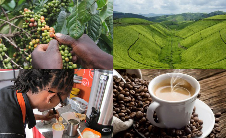 Kávové oblasti světa - Afrika