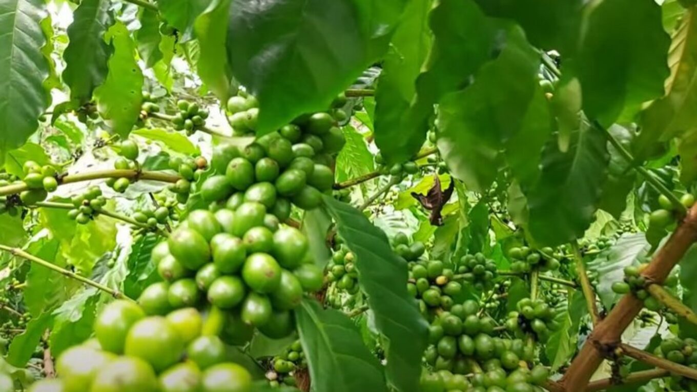 Káva pěstovaná ve stínu pod korunami stromů
