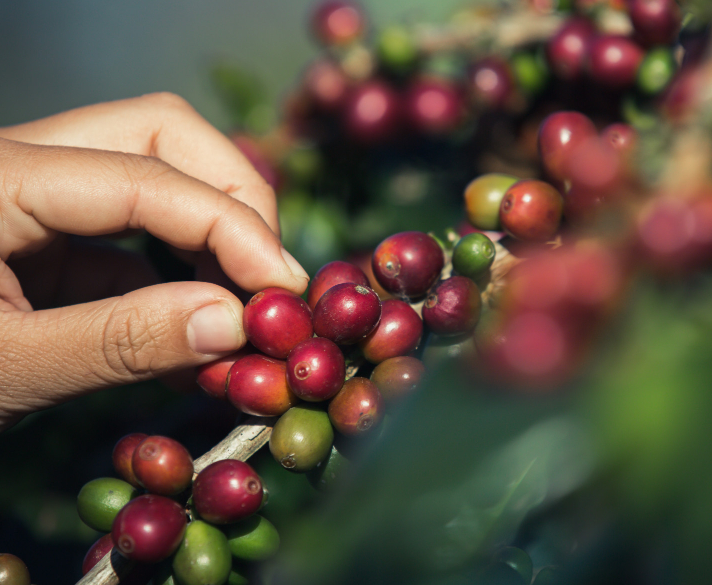 Když slyšíme „kávové plantáže“