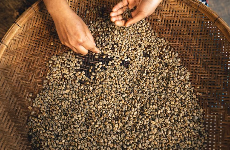Kvalita kávových zrn je jedním z klíčových parametrů ovlivňujících chuť
