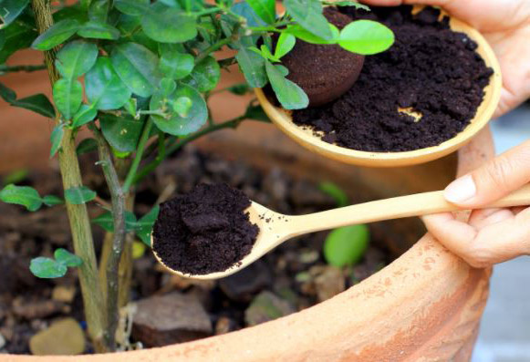 Použití kávové sedliny na zahradě
