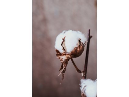 bavlníkový květ