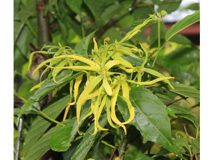 ylang ylang flower