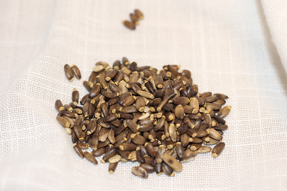 Ostropestřec mariánský - semena Množství: 1 kg