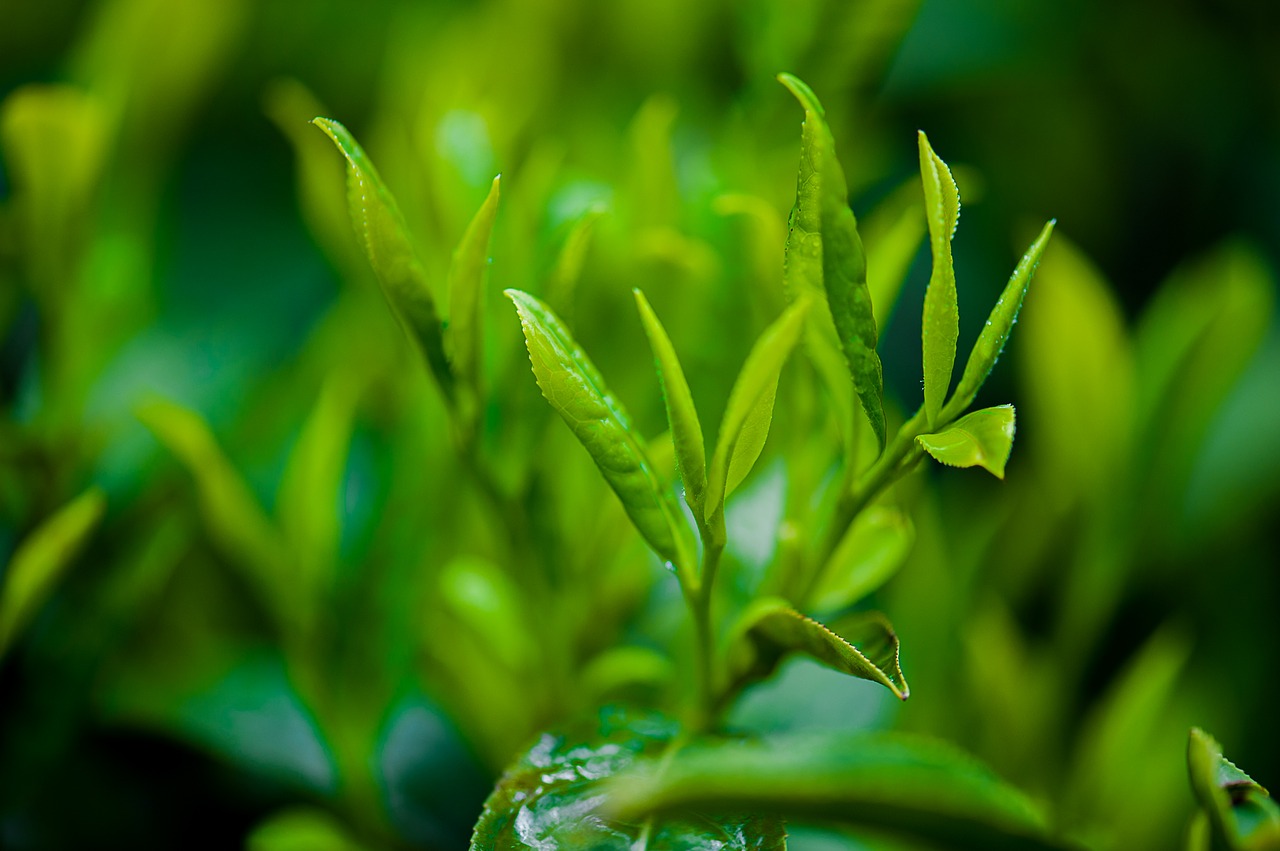 * Zelený čaj Fresh - Parfém Množství: 10 ml