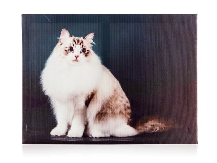 obraz KOČKA 40x30x2cm