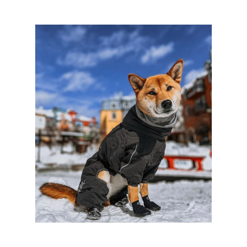 5 důvodů, proč se pejskům hodí botičky po celý rok